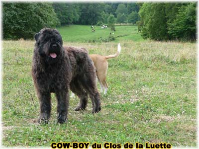 le bouvier des flandres et le cheval - Elevage du CLOS DE LA LUETTE - COPYRIGHT DEPOSE